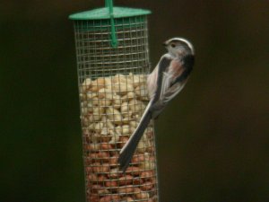 Long Tailed Tit