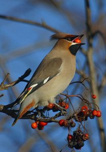 Waxwing