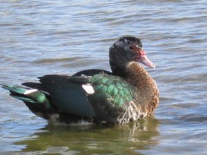 Female Muscovy Duck