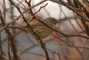 Dunnock