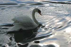 Mute Swan