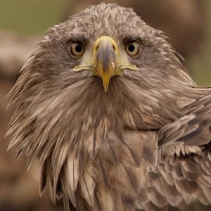 White-Tailed Eagle - Looking at You!