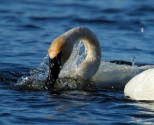 Tundra Swan