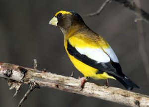 Evening Grosbeak