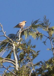 Hawfinch