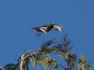 Hawfinch in flight