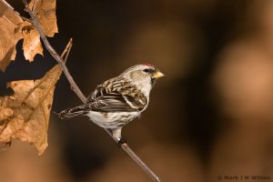 Common Redpoll