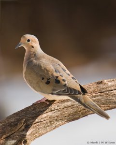 Mourning Dove