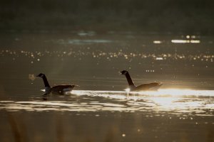 Canada Squabble