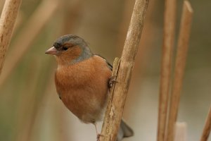 Chaffinch