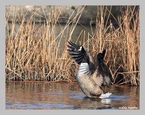 Canada goose