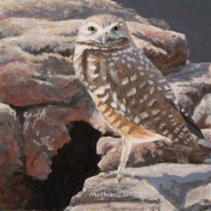 Burrowing Owl