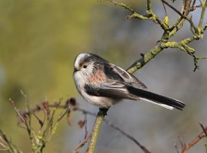 Long Tailed Tit