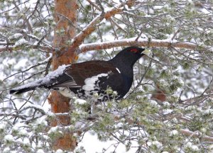 Western_Capercaillie