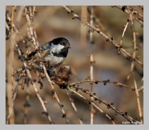 Coal tit giving me the Evil Eye!