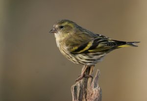 Siskin