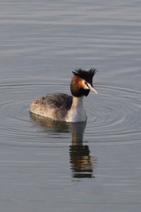 Grebe