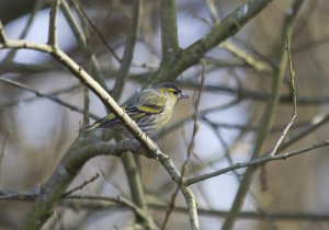 Siskin