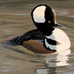 Hooded Merganser