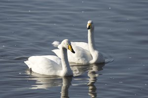 Whoopers