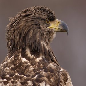 Portrait of a Young Eagle