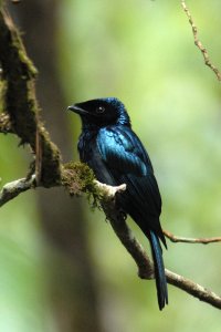 Bronzed Drongo