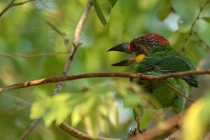 Gold-Whiskered Barbet