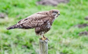 Buzzard