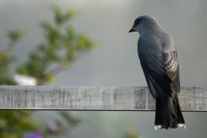 Malaysian/Javanese Cuckoo-Shrike