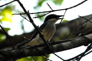 Large Wood-Shrike