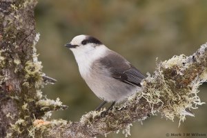 Gray Jay in the ice