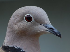 Eye of the Dove