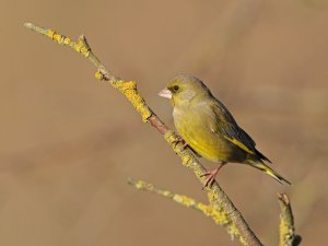 Greenfinch