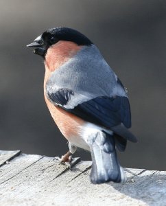 Bullfinch