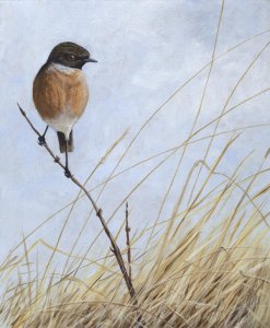 Sunlight and stonechat-Stonechat painting
