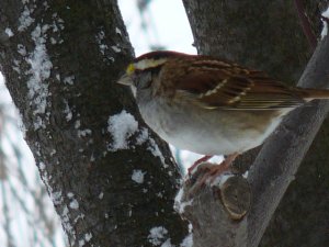 White - Throated Sparrow
