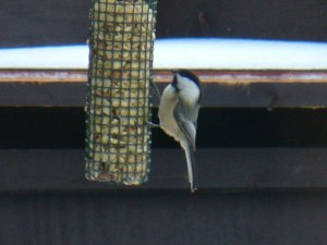 Black-capped Chickadee