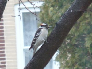 Downy Woodpecker