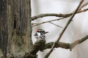 Downey Woodpecker