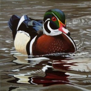 Wood Duck