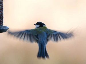 Great Tit