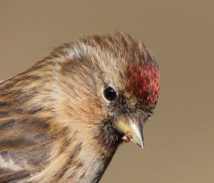 Lesser Redpoll