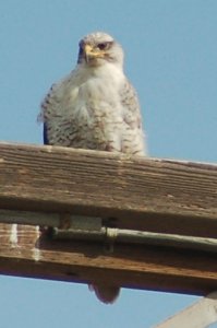 Ferruginous Hawk (front view)