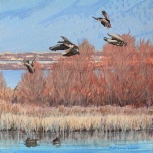 White-Fronted Geese