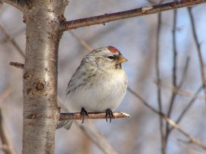 Female Hoary Redpoll