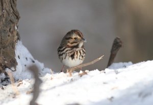 Song Sparrow