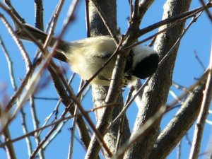 Black-Capped Chickadee