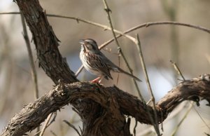 Song Sparrow