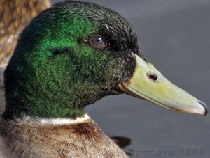 Mallard