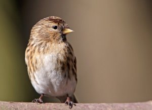 Lesser Redpoll